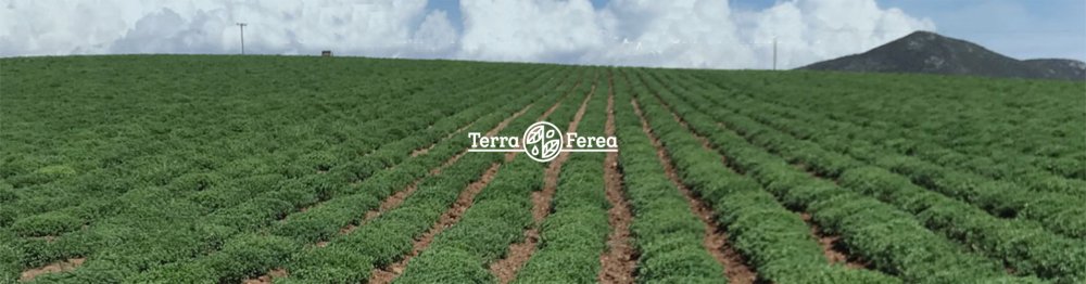 Terra Ferea koření řecké Oregano Premium třené 1 kg 2